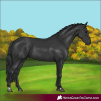 Horse Color:Black  and Black Rabicano 
