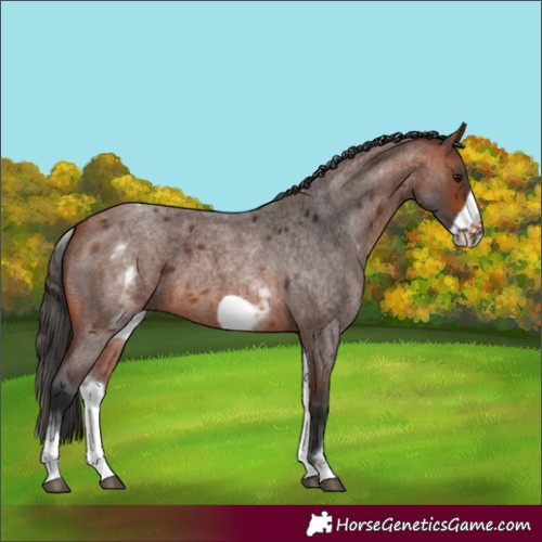 Horse Color:White Spotted Bay Roan Frame