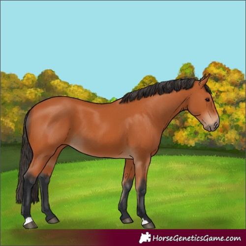 Horse Color:Bay 