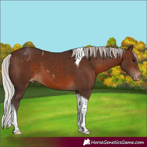 Horse Color:Silver Brown Tobiano Appaloosa 