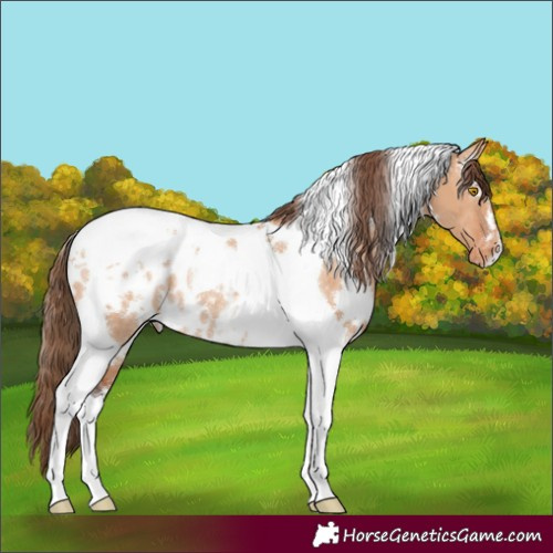 Horse Color:White Spotted Bay Dun Tobiano Appaloosa Rabicano 