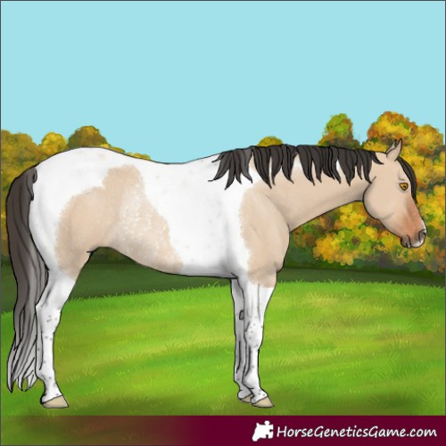 Horse Color:Bay Dun Tobiano Rabicano 