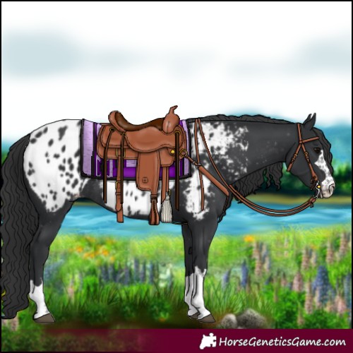Horse Color:Black Appaloosa Rabicano 