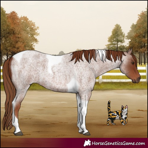 Horse Color:Red Roan Tobiano