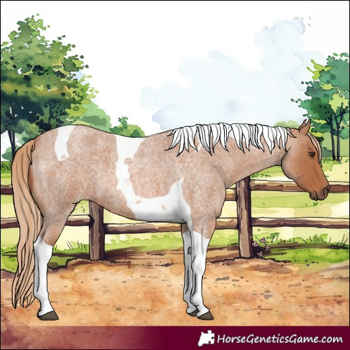 Horse Color:Red Roan Tobiano 