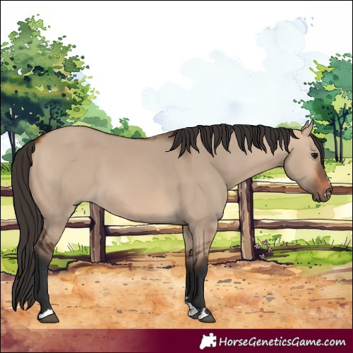 Horse Color:Bay Dun 