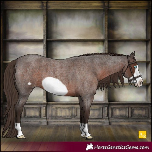 Horse Color:Liver Red Roan Frame