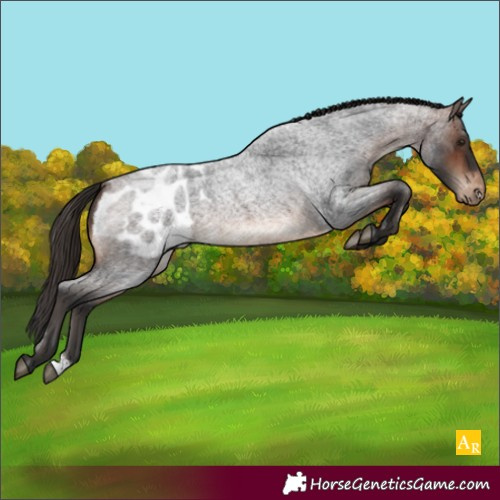 Horse Color:Brown Roan Appaloosa