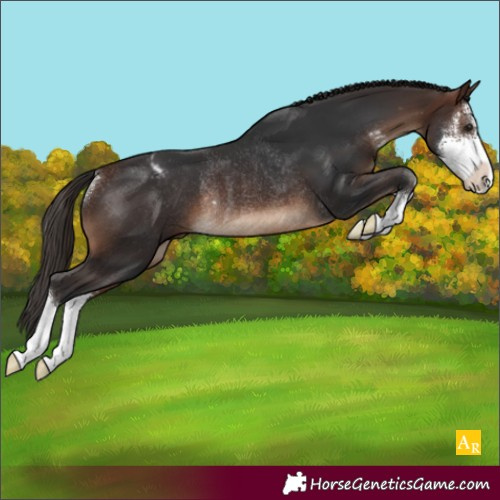 Horse Color:Brown Sabino Appaloosa Rabicano