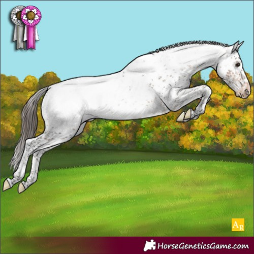 Horse Color:Bay Sabino Appaloosa 