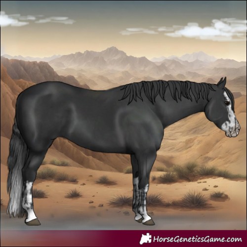 Horse Color:Black and Black Splash