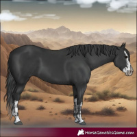 Horse Color:Black  and Black Splash 