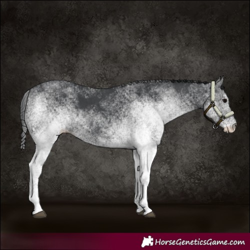 Horse Color:White Spotted Black