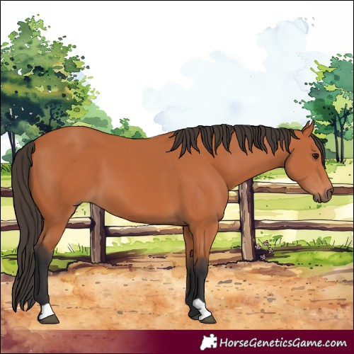 Horse Color:Bay 