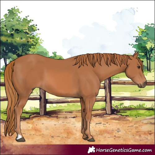 Horse Color:Chestnut 