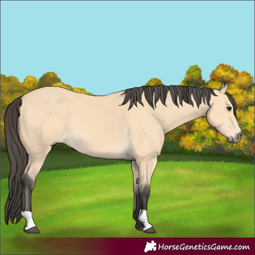 Horse Color:Buckskin