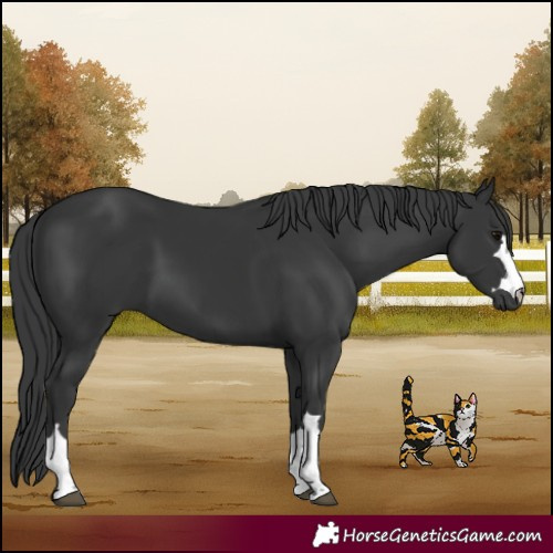 Horse Color:Black 
