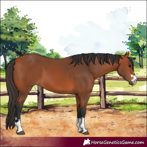 Horse Color:Bay