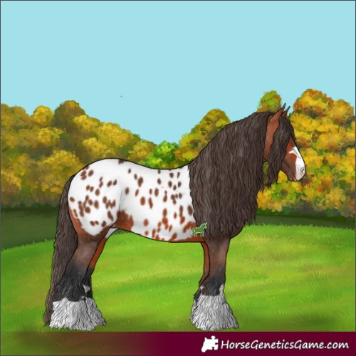 Horse Color:Bay Blanket