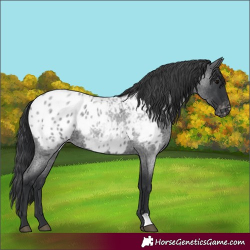 Horse Color:Blue Roan Appaloosa