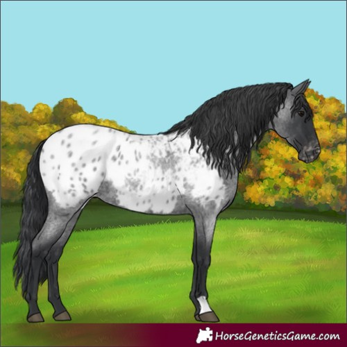 Horse Color:Blue Roan Blanket