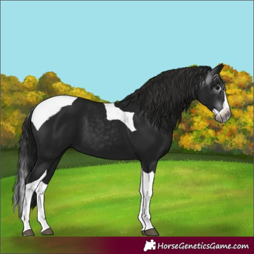 Horse Color:Gray Black Splash Tobiano