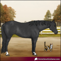 Horse Color:Black  and Black Rabicano 
