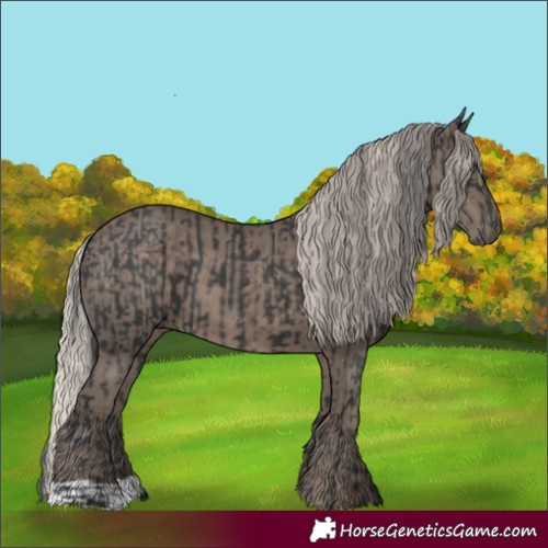 Horse Color:Black  and Silver Black 