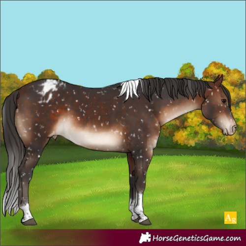 Horse Color:Brown Tobiano Appaloosa 