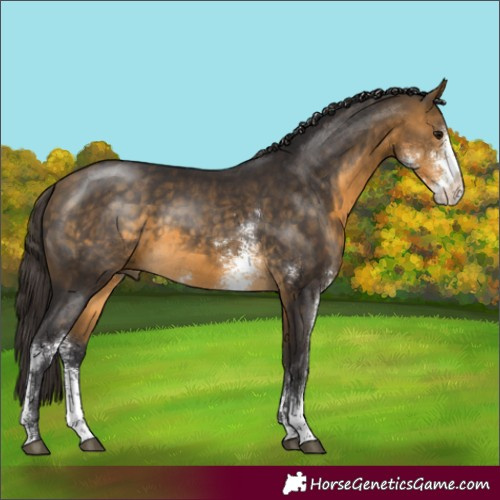 Horse Color:Buckskin Sabino Rabicano