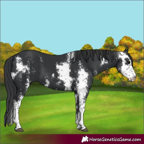 Horse Color:Black Sabino 