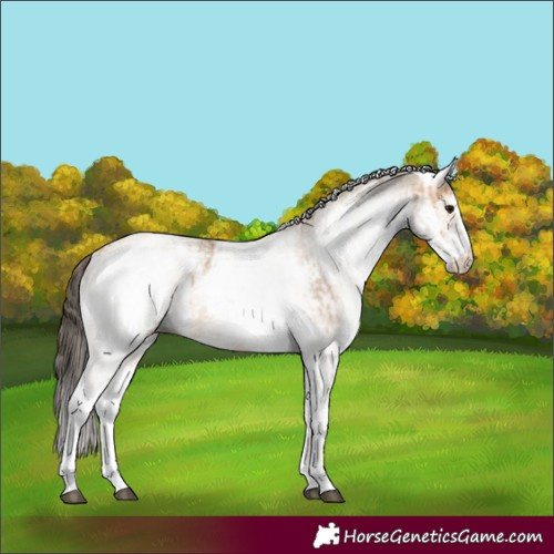 Horse Color:White Spotted Bay Dun Rabicano  and White Spotted Amber Champagne Dun Rabicano 