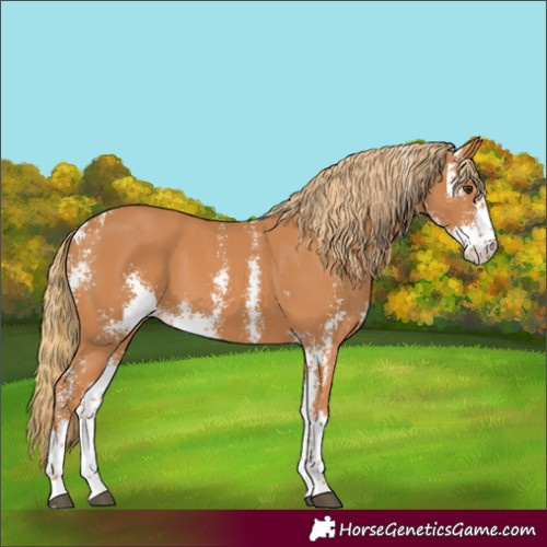 Horse Color:Chestnut Sabino 
