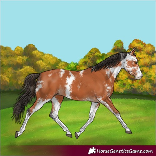 Horse Color:Bay Sabino 