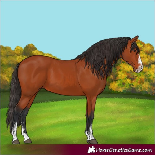 Horse Color:Unknown 