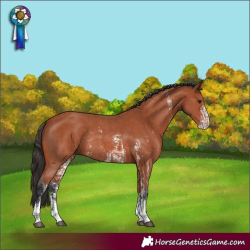 Horse Color:Bay Sabino Rabicano and Bay Sabino Rabicano