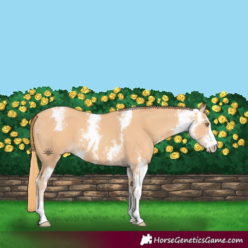 Horse Color:Gold Champagne Sabino