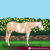 Horse Color:Gold Champagne Sabino 