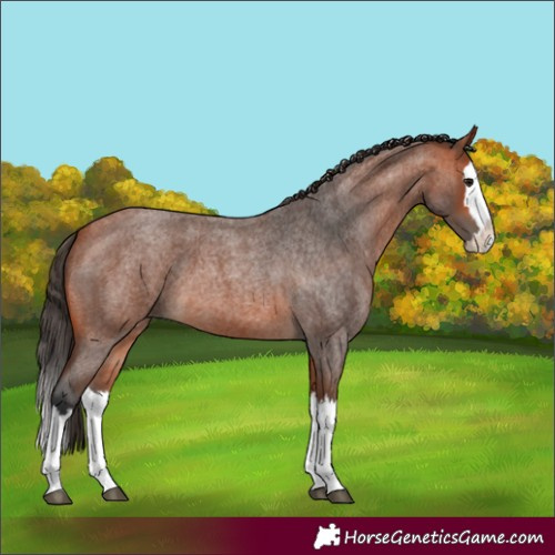 Horse Color:Bay Roan Splash 