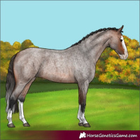 Horse Color:Bay Roan Splash 