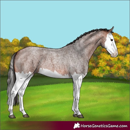 Horse Color:Bay Roan Splash 