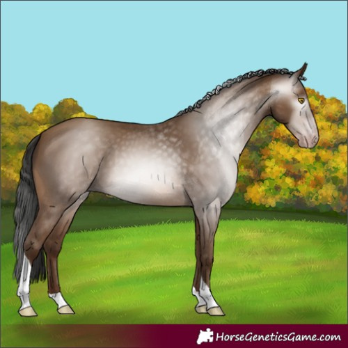Horse Color:Gray Amber Champagne Tobiano 