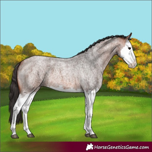 Horse Color:Bay Roan Splash 