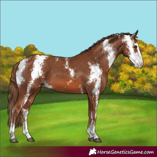 Horse Color:Chestnut Sabino Varnish 