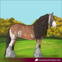 Horse Color:Bay Sabino 