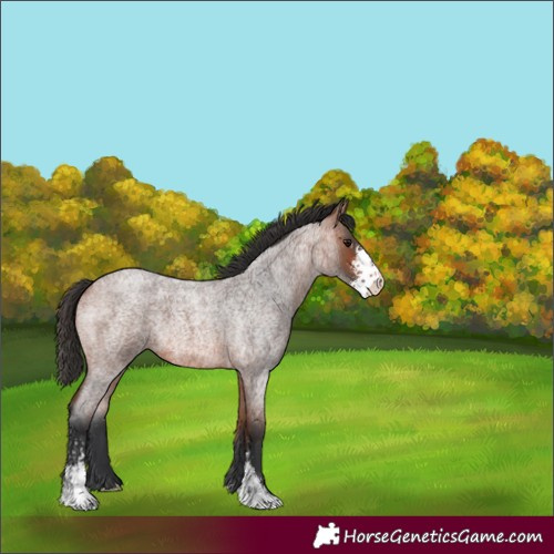 Horse Color:Bay Roan Sabino