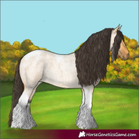 Horse Color:Buckskin Roan Dun Tobiano