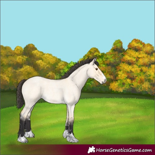 Horse Color:Buckskin Roan Dun