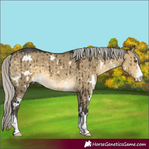 Horse Color:White Spotted Silver Buckskin Dun Mushroom Sabino Brindle
