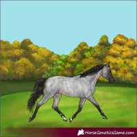 Horse Color:Buckskin Roan